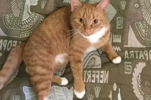 Найдена кошка на ул. Фирсова в Рязани