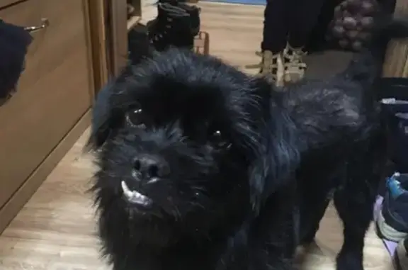Пропала собака в Коломне, ул. Леваневского, 14 января 2019г.