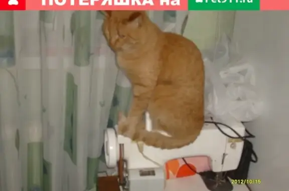Кошки потеряшки, Тольятти, фото: Потеряшка кошка Фантик в Тольятти 8.01.2017.