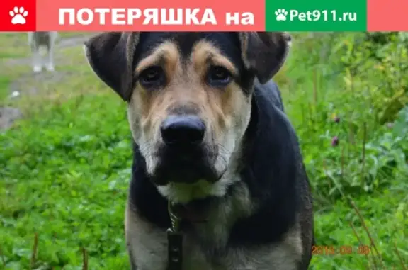 Пропала собака в Твери, ул. Никитина, 2 #сос #пропаласобака