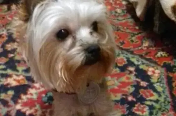 Пропала собака в Мончегорске: йоркширский терьер Карен, адрес - Комсомольская, 50.