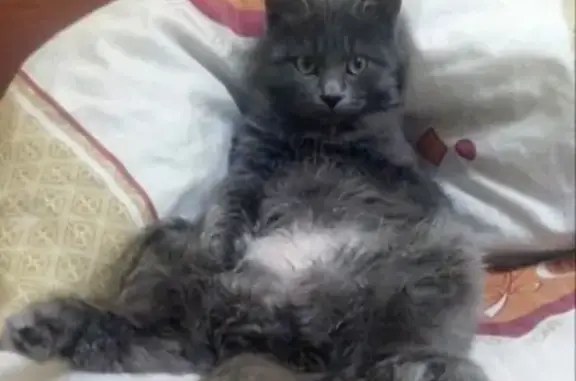 Пропала кошка в Новороссийске, Кузя с сломанным клыком.