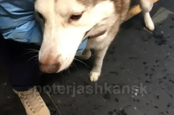 Найдена собака в Калининском районе