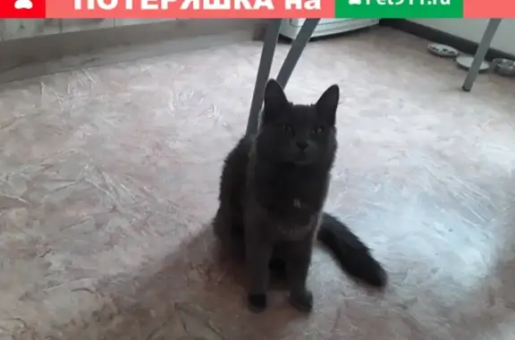 Найдена кошка на пер. Ольховом, Воронеж