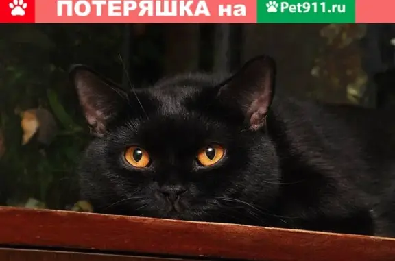 Найдена кошка в Новосибирске: черный британец, золотые глаза.