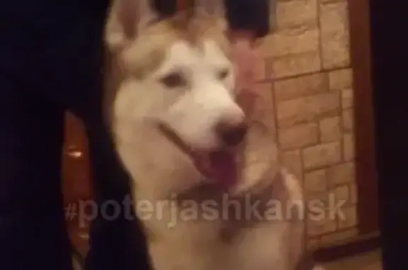 Найдена собака в Олеко Дундича, контакт Елена.