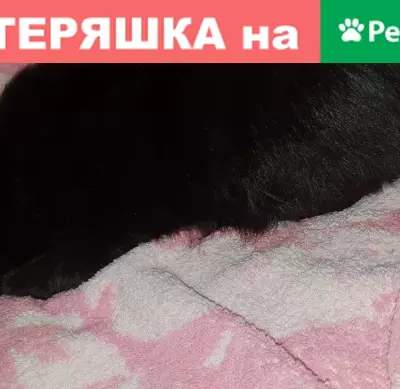 Найдена кошка в Казани.