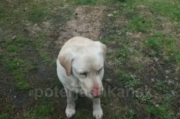 Пропала собака Рок в районе п. Садовый, Новосибирская обл.