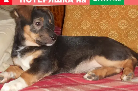Пропала собака, ищем щенка похожего на таксу, Челябинск, тел. 8 908 588 5692