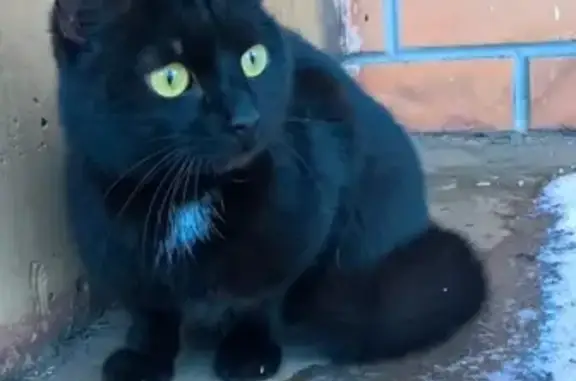 Найдена ласковая кошка возле 4-ой школы в Всеволожске