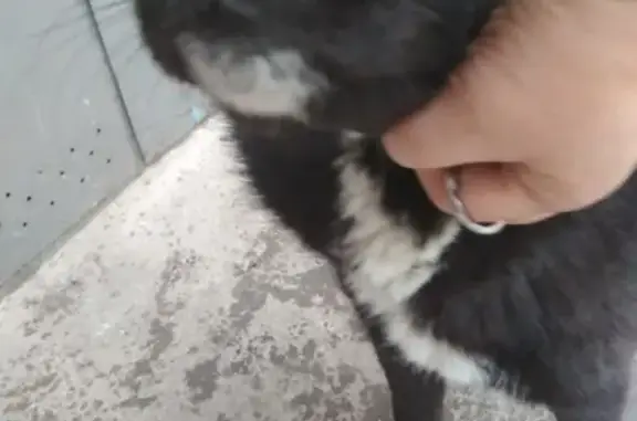 Найдена собака на ул. 40-летия Победы, 35 в Краснодаре