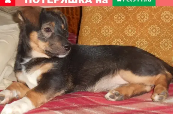 Пропала собака в Челябинске, ищу щенка похожего на таксу.