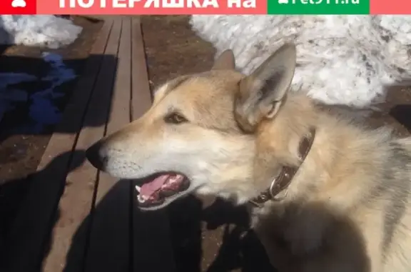 Собаки потеряшки, село Вешкелица, фото: Потеряшка собака в селе Вешкелица, Суоярвский р-н