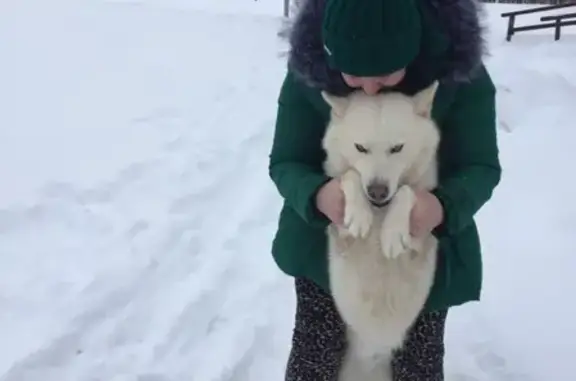 Пропала собака Хаски Амур в Белгороде