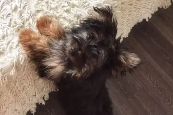 Собаки потеряшки, Липецк, фото: Потеряшка собака Тобби, вознаграждение. Липецкая обл., село Сырское