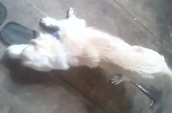 Пропала собака Крид в Мелеузе, Башкортостан