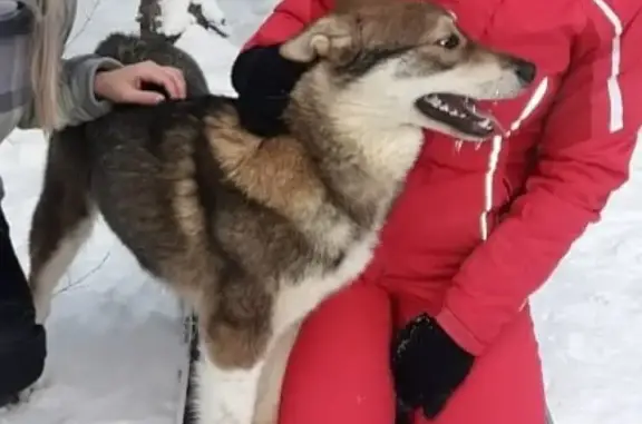 Пропала собака Умка в Красноуральске