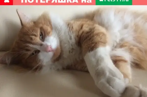 Пропал кот на ул. Ульяновская, Кольчугино