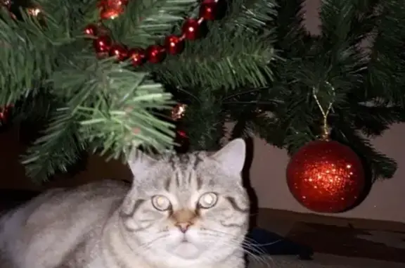 Пропала кошка в с. Поляны, Рязанская область