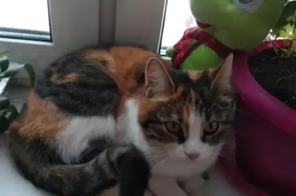 Потеряшка на Аллейной, Калуга: трёхцветная кошка