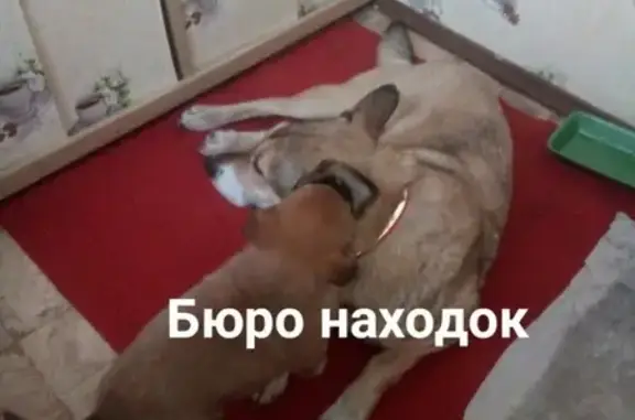 Пропала собака в Архангельске, вознаграждение гарантировано!