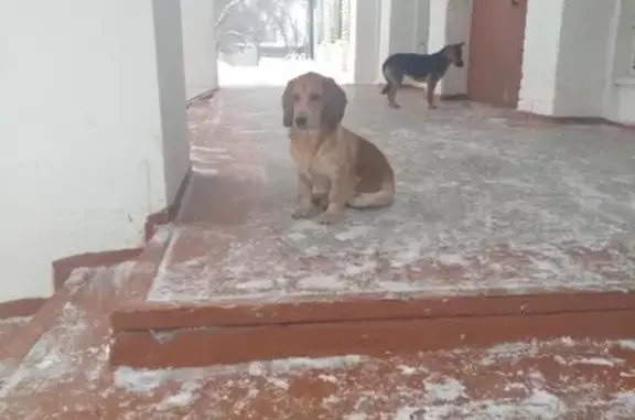 Найдена собака в Сызрани, возможно породы бассет-хаунд