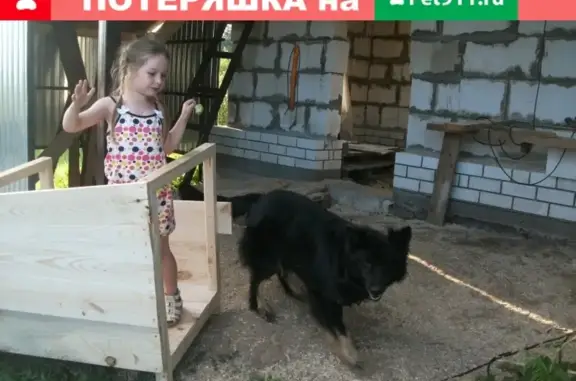 Собаки потеряшки, Сосновское сельское поселение, фото: Потеряшка собака на Заводской улице, Приозерский район