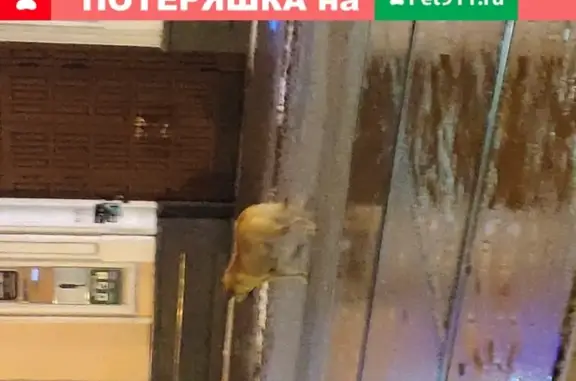 Найдена собака у метро Бауманская