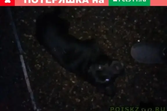 Найдена черная собака в Ейске
