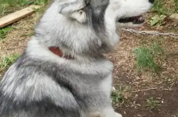 Пропала собака Хаски в Мамадыше, Татарстан