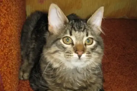 Кошки потеряшки, Кандалакша, фото: Потеряшка пушистая кошка на Первомайской, 15
