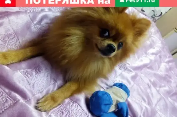 Пропала собака в Северо-Задонске, рыжий шпиц, возле аптеки.