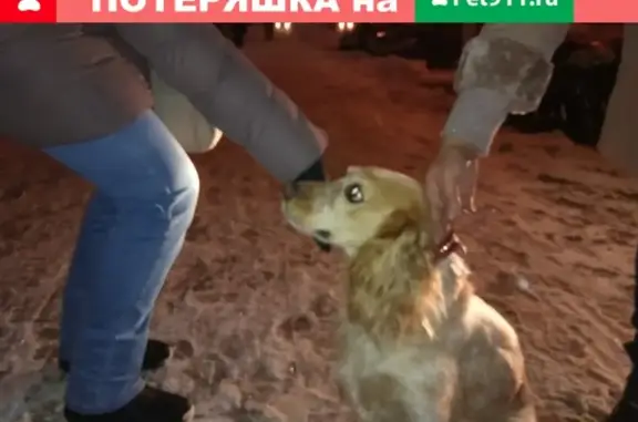 Найдена собака на ул. Скворцова-Степанова, спаниель с красным ошейником