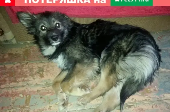 Найдена собака в Ижевске: помогите ей!