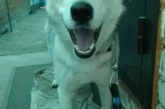 Найдена собака в Пятигорске, порода Хаска, контакт Валера