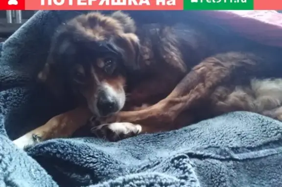 Найдена собака в поселке Родники, Раменский район, МО