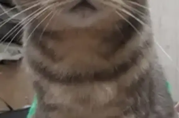 Найдена кошка Диана в Альметьевске https://vk.com/id37587951
