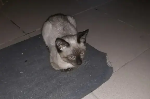 Найден котенок на ул. Конструкторская, д1 в Ахтубинске