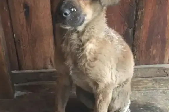 Найден щенок в районе ГРЭСа, Якутск