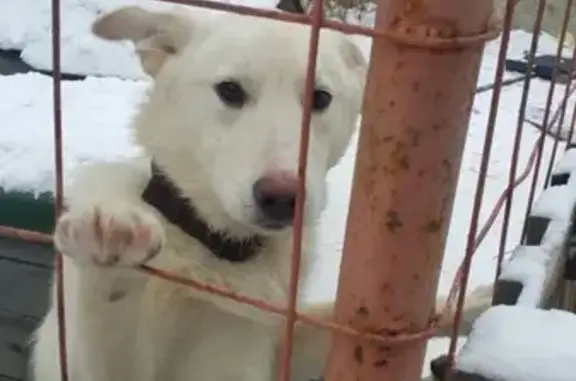 Найдена белоснежная собака в Смоленске