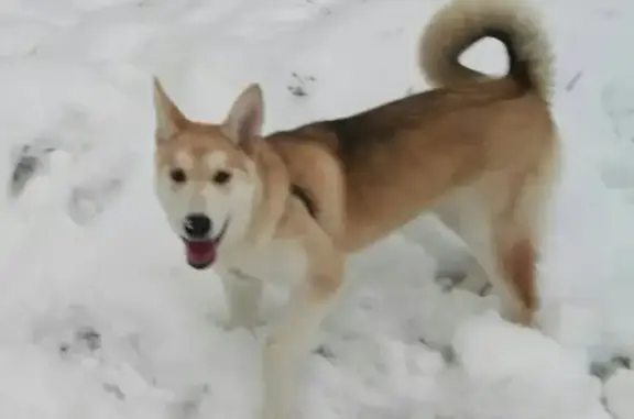 Найдена собака на ул. Рогозерская, Мурманск