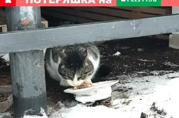 Найден кот в ЛО Ломоносовский р-н. Ищем хозяев