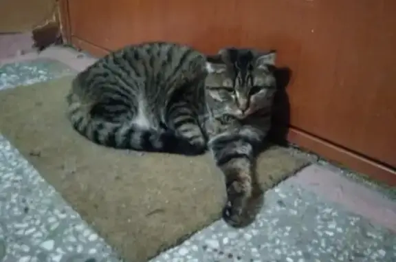 Найден кот на улице Забалуева
