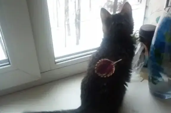 Найдена кошка на улице Пржевальского в Твери