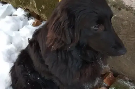 Найдена собака в Хотьково, ищем хозяина