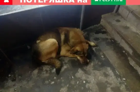 Найдена собака возле Дикси на Минской, Москва
