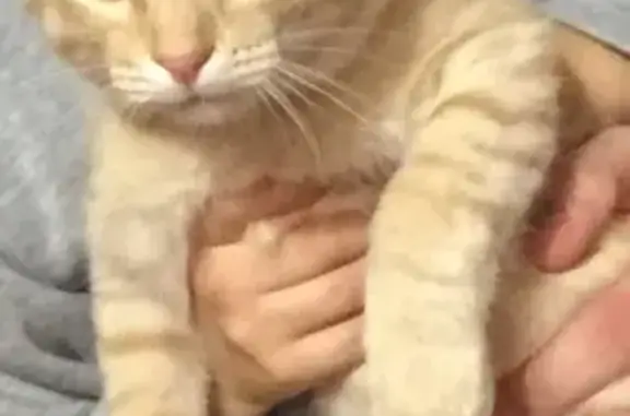 Потерянные животные Саранск, фото: Пропал кот: Семашко 13, Саранск.