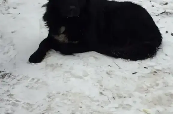 Найдена собака на улице Клубная 5 в Ростове-на-Дону