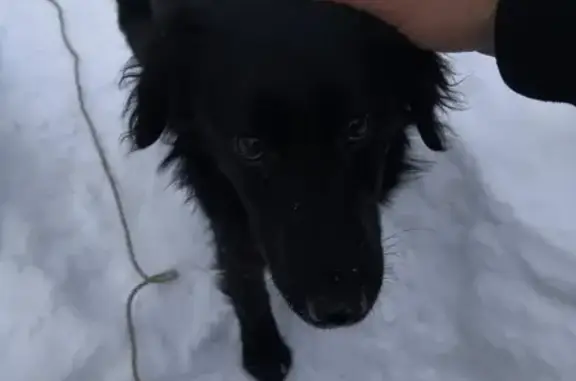 Найдена собака в Шлюзовой районе, ищем хозяев