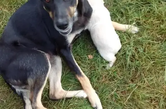 Пропала собака и щенок в деревне Мулино, Нижегородская область